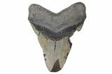 Bargain, Fossil Megalodon Tooth - North Carolina #208006-2